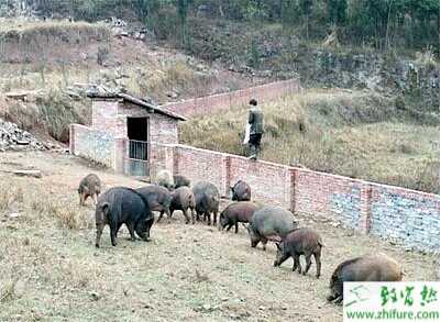 利用多种饲料养殖野猪