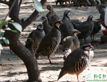 养殖鹧鸪育成期的管理经验