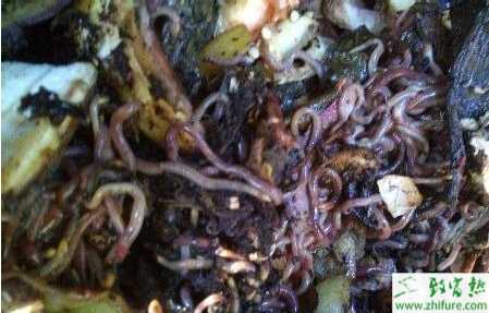 利用沼渣如何养蚯蚓