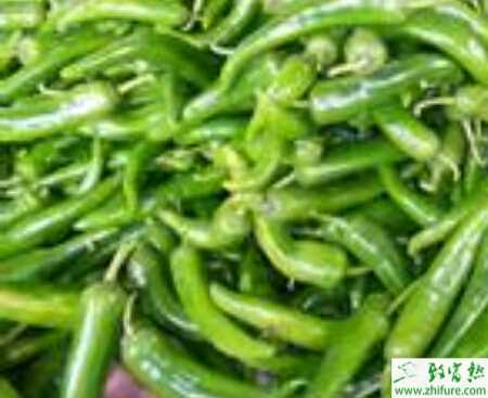 根据大棚辣椒植株的长相进行管理