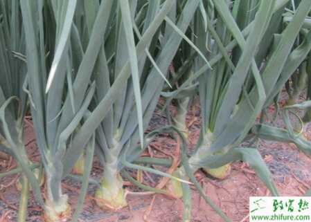 种洋葱越冬育苗技术