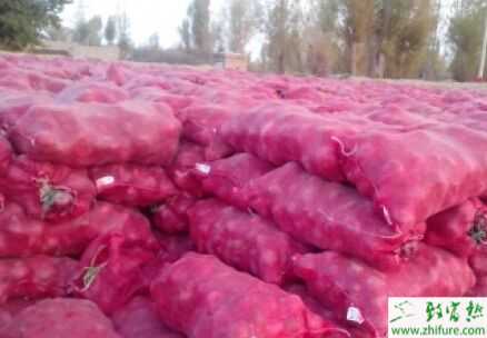 2015种洋葱赚钱吗？2015洋葱种植前景及市场价格分析