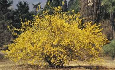 2015中药材行业值得关注的创业项目_连翘(青翘)