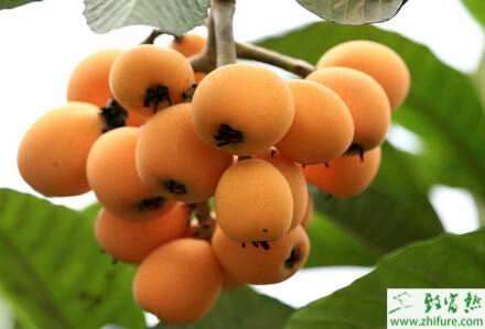 种枇杷秋冬管理是关键