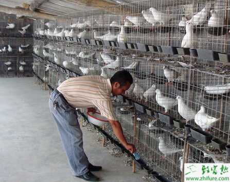 养鸽子赚钱吗？