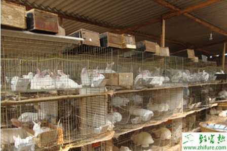 养兔子赚钱吗？