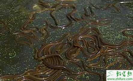 养黄鳝赚钱吗？