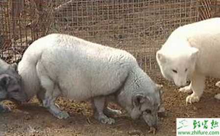 养狐狸赚钱吗？