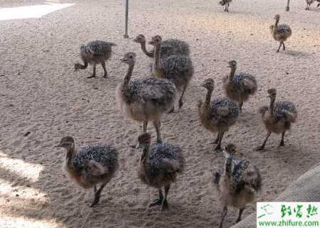 养鸵鸟赚钱吗？