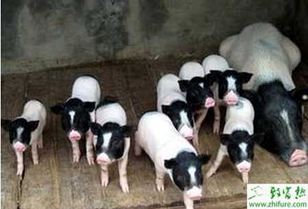 养香猪赚钱吗？