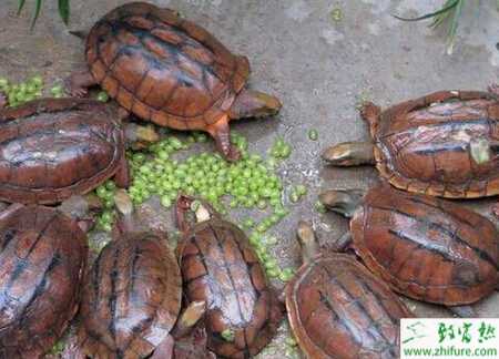 养金钱龟赚钱吗？