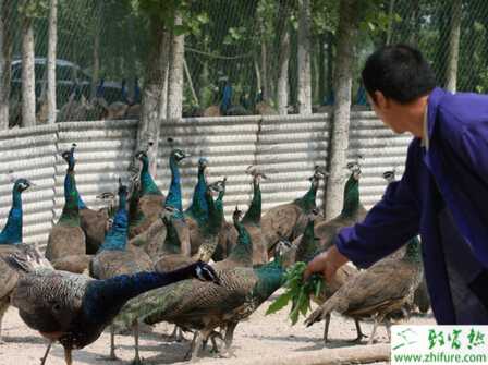 养孔雀赚钱吗？