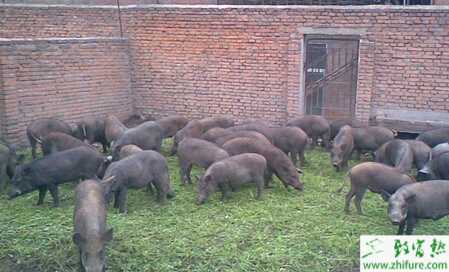 养野猪赚钱吗？