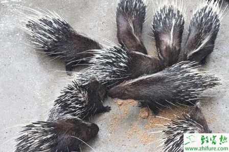 养豪猪赚钱吗？