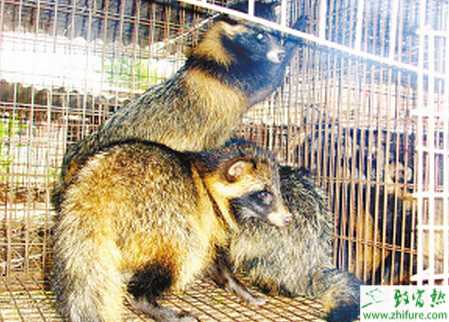 养貉子赚钱吗？