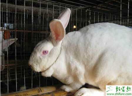 养肉兔赚钱吗？