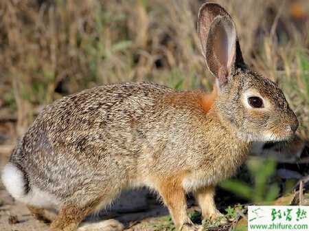 养野兔赚钱吗？