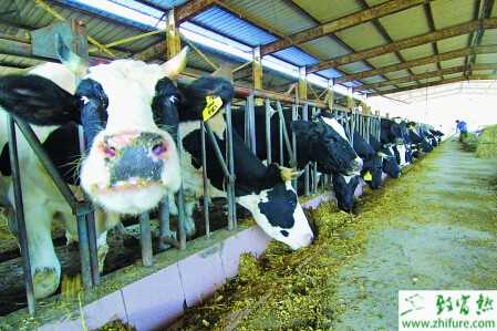 养奶牛赚钱吗？