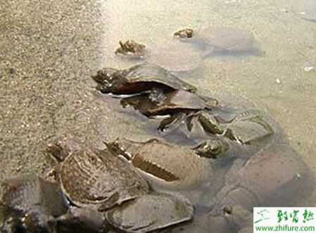 养甲鱼赚钱吗？