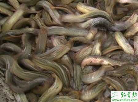 养泥鳅赚钱吗？