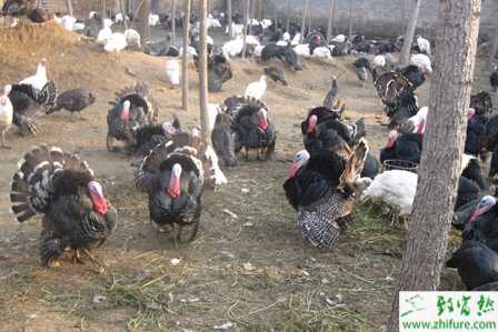 养火鸡赚钱吗？