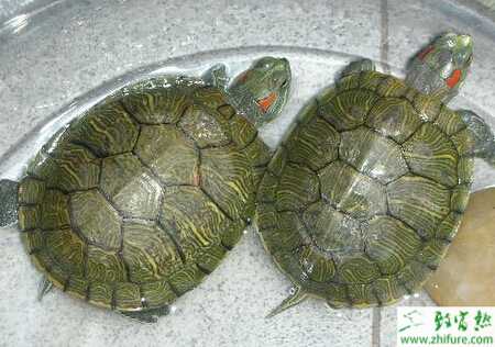 养乌龟赚钱吗？