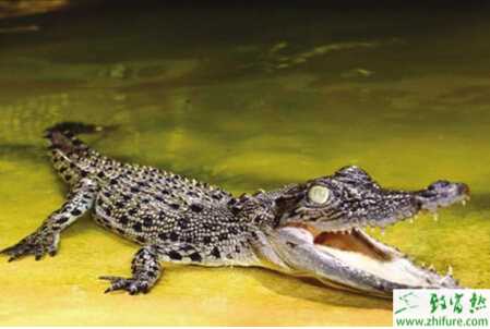 养鳄鱼赚钱吗？