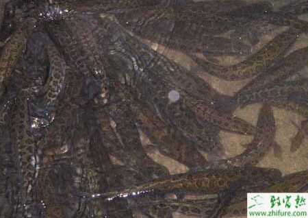 养黑鱼赚钱吗？