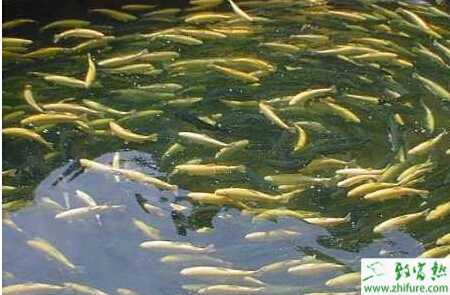 养虹鳟鱼赚钱吗？