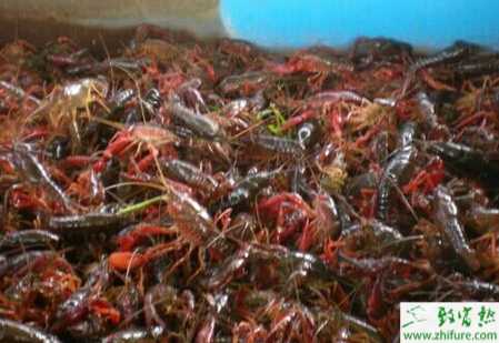 养小龙虾赚钱吗？