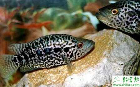 养石斑鱼赚钱吗？