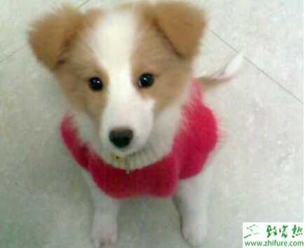 养宠物狗赚钱吗？