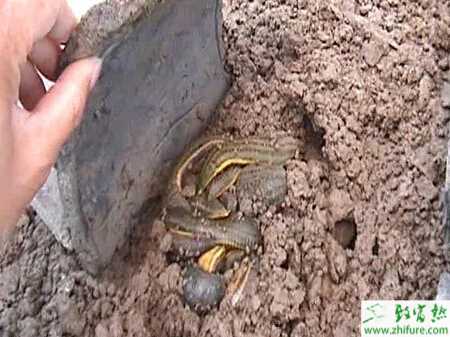 养水蛭赚钱吗？