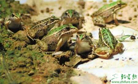 养青蛙赚钱吗？