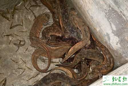 养娃娃鱼赚钱吗？