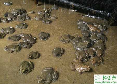 养石蛙赚钱吗？