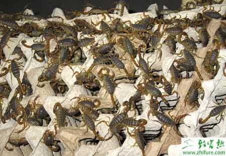 养蝎子赚钱吗？