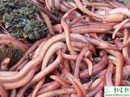 养蚯蚓赚钱吗？