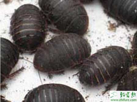 养土元赚钱吗？