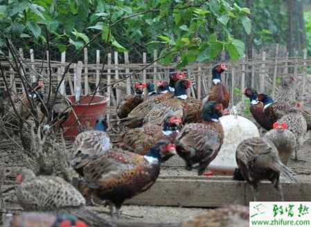 养山鸡赚钱吗？