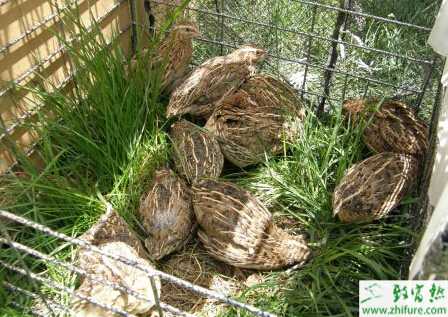 养鹌鹑赚钱吗？