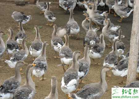 养大雁赚钱吗？