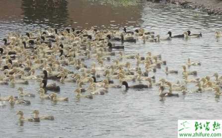 养鸭需要做到的“四做到”