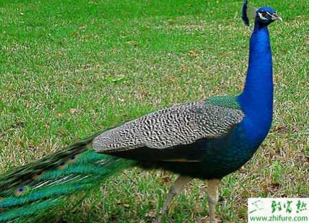 养殖蓝孔雀的幼雏如何调节