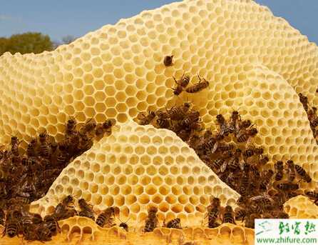 养蜂新思路敲开富裕门