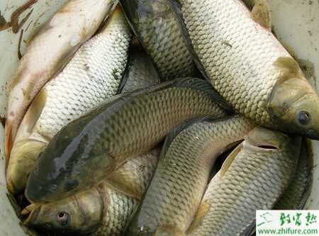 池塘如何养殖鲤鱼才能高产