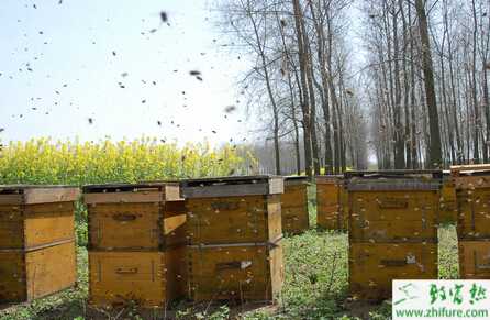 养蜂夏季的管理经验