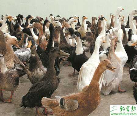 养鸭的利润