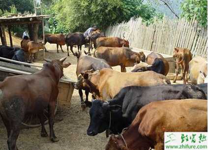 掌握好五法提高母牛受配率