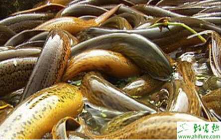 掌握好四法黄鳝好越冬